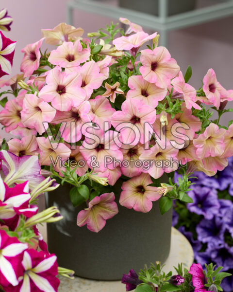 Petunia Tea Flamingo Petunia Tea Flamingo