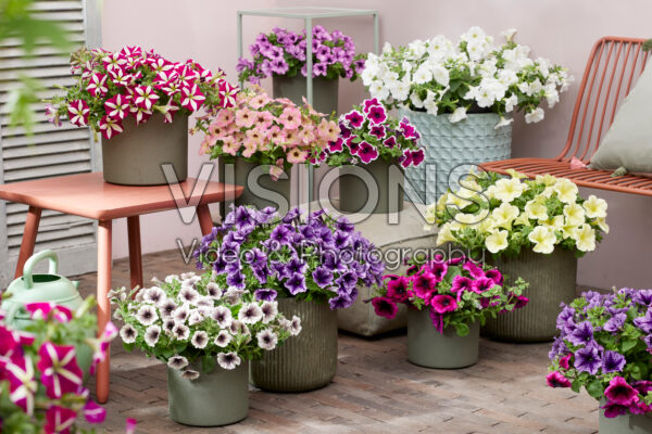 Petunia Tea® collectie Petunia Tea® collectie