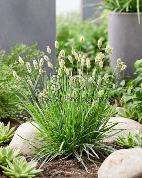 Sesleria Blue Porcupine
