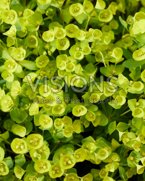 Euphorbia x martinii Ascot Petite®