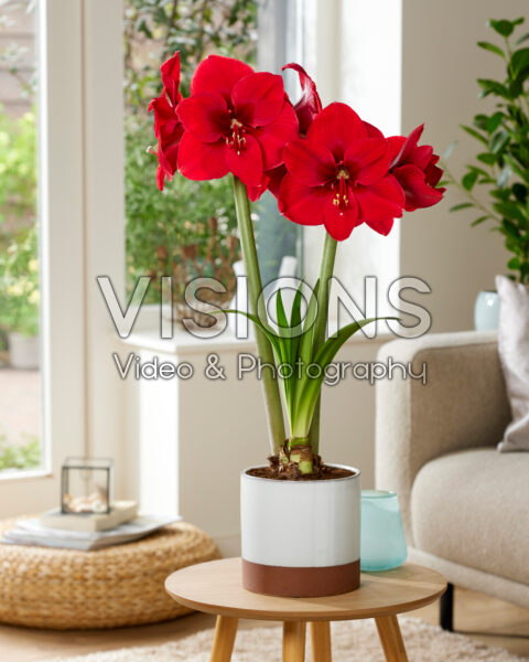 Hippeastrum Red Label