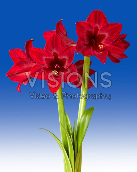 Hippeastrum Red Pearl