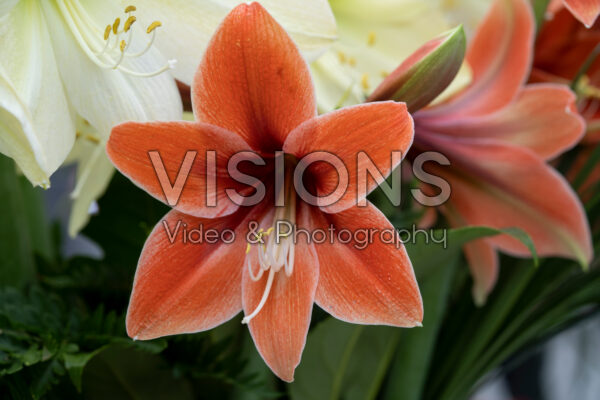 Hippeastrum Terra Mystica