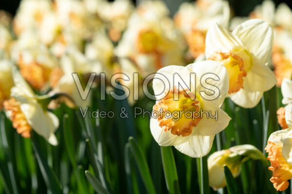 Narcissus Martha Stewart