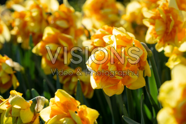 Narcissus Sun Catchers Narcissus Sun Catchers
