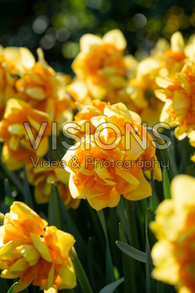 Narcissus Sun Catchers