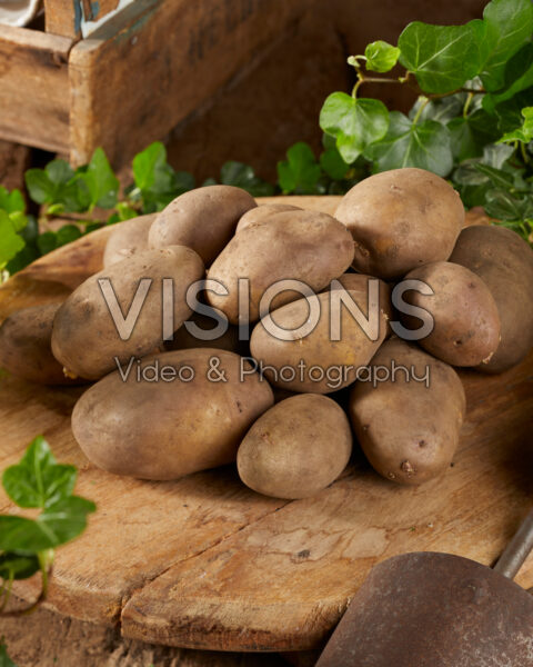 Solanum tuberosum Tinca Solanum tuberosum Tinca