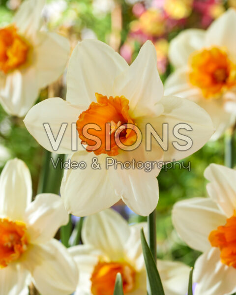Narcissus Flower Record Narcissus Flower Record