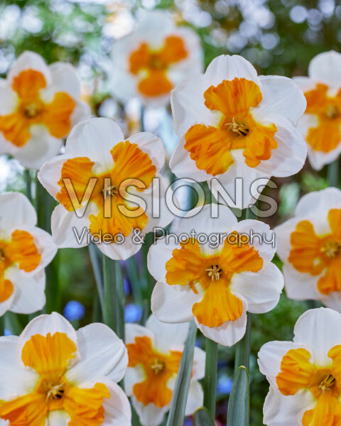 Narcissus Tricollet