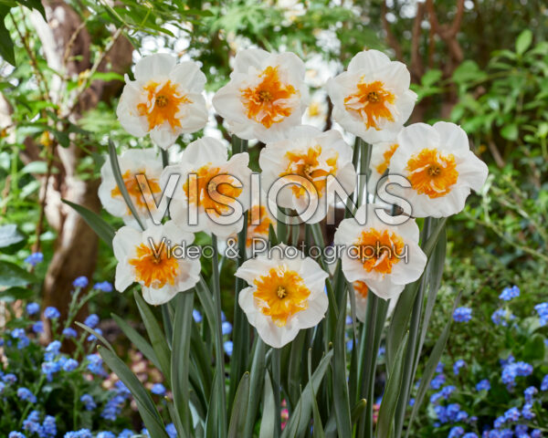 Narcissus Dolly Mollinger Narcissus Dolly Mollinger