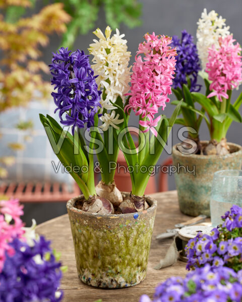 Hyacinthus trio Hyacinthus trio