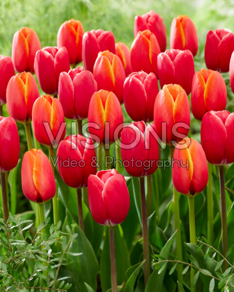Tulipa Kung-Fu, World's Favourite Tulipa Kung-Fu, World's Favourite