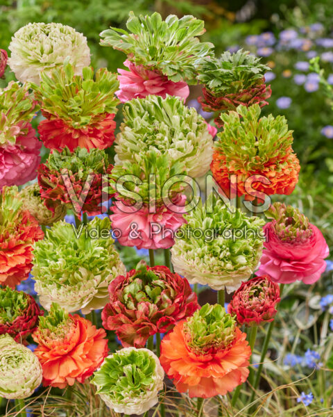Ranunculus Crown mix Ranunculus Crown mix