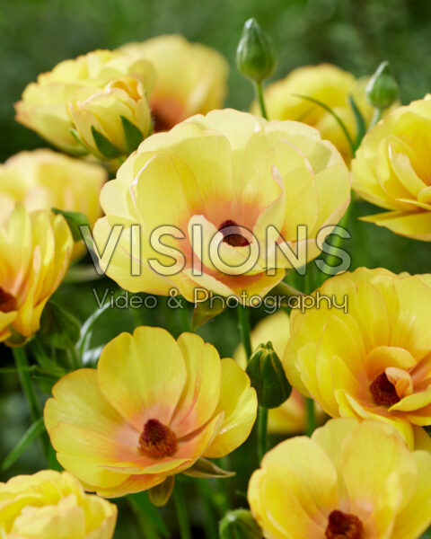 Ranunculus Butterfly™ Lotis® Ranunculus Butterfly™ Lotis®