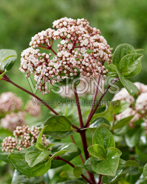 Viburnum tinus Rock 'n Rolla®