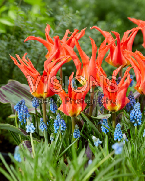 Tulipa Rigas Barikades, Muscari armeniacum Tulipa Rigas Barikades, Muscari armeniacum