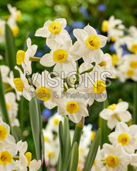 Narcissus Avalux