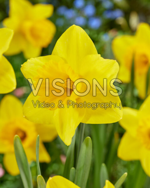 Narcissen Cornish Pride Narcissen Cornish Pride