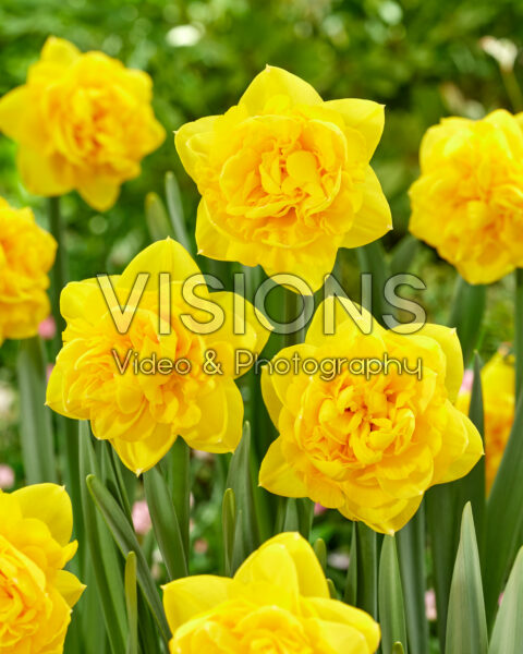 Narcissus Hendra