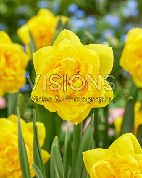 Narcissus Hendra