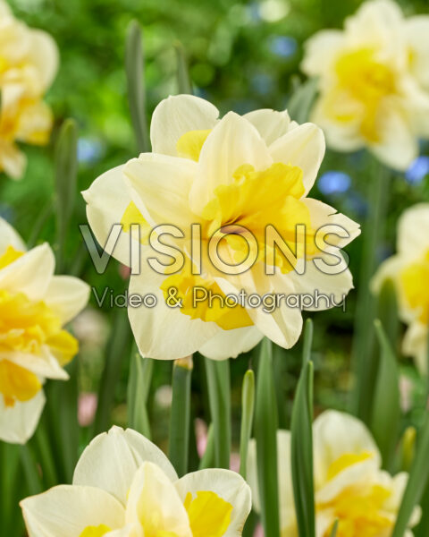 Narcissus Supera