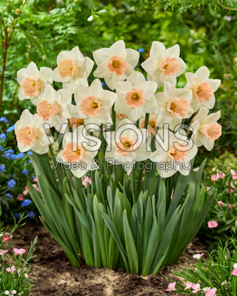 Narcissus Sweetest Dreams Narcissus Sweetest Dreams