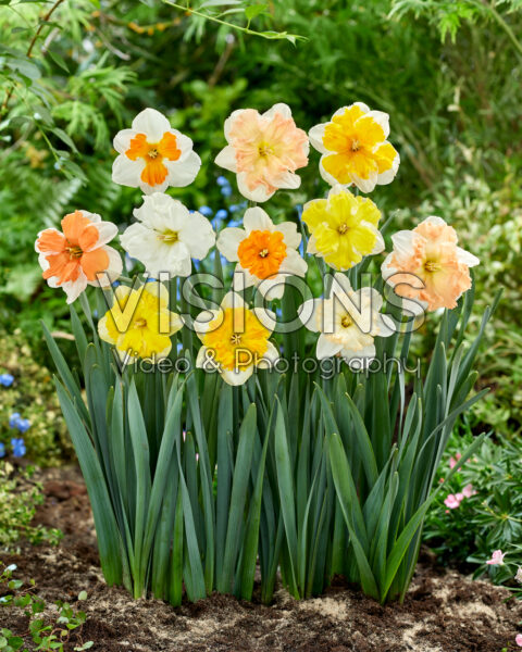 Narcissus spleetkronig mix Narcissus spleetkronig mix