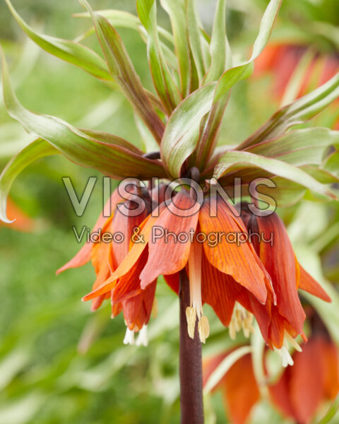 Fritillaria imperialis Rubra Fritillaria imperialis Rubra