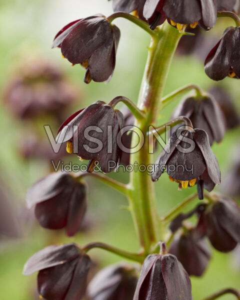 Fritillaria persica Purple Dynamite Fritillaria persica Purple Dynamite
