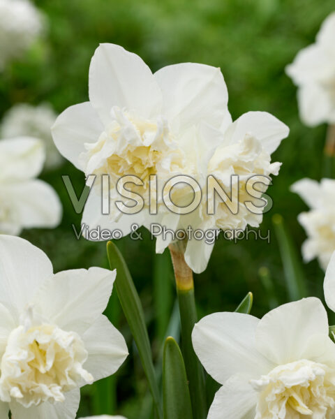 Narcissus White Marvel
