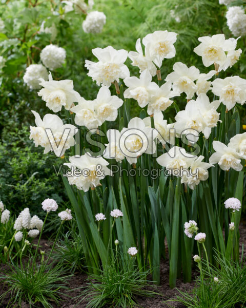 Narcissus White Marvel Narcissus White Marvel