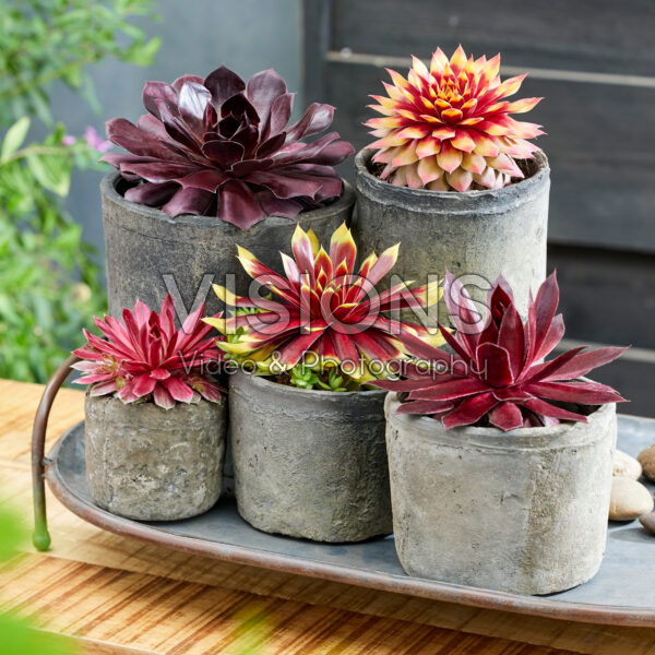 Sempervivum Chick CharmsĀ® collectie Sempervivum Chick CharmsĀ® collectie