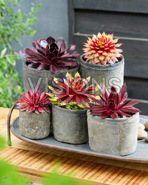 Sempervivum Chick CharmsĀ® collection Sempervivum Chick CharmsĀ® collection