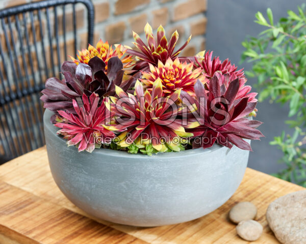 Sempervivum Chick CharmsĀ® collection Sempervivum Chick CharmsĀ® collection
