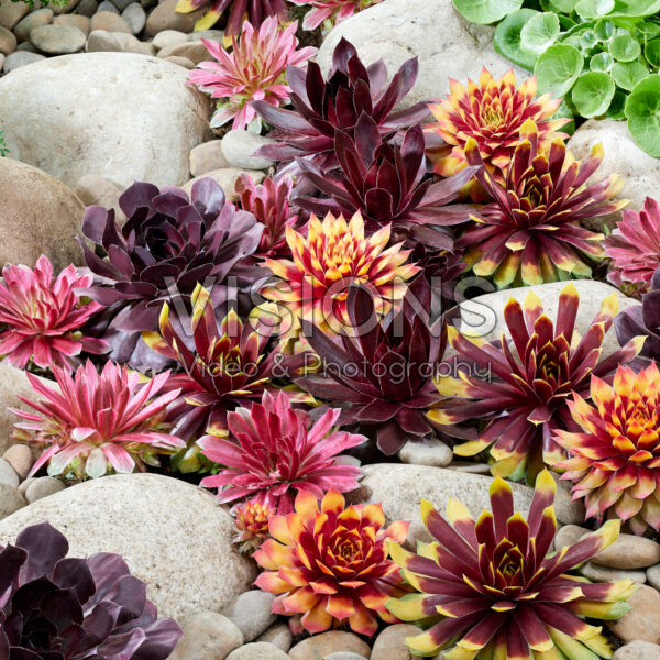 Sempervivum Chick Charms® collectie