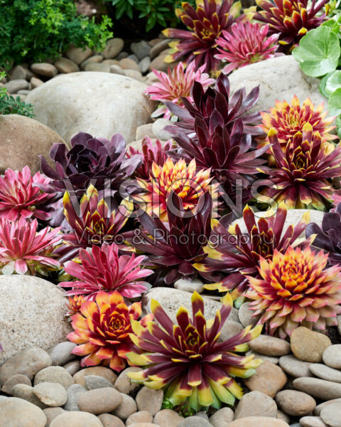 Sempervivum Chick CharmsĀ® collectie Sempervivum Chick CharmsĀ® collectie