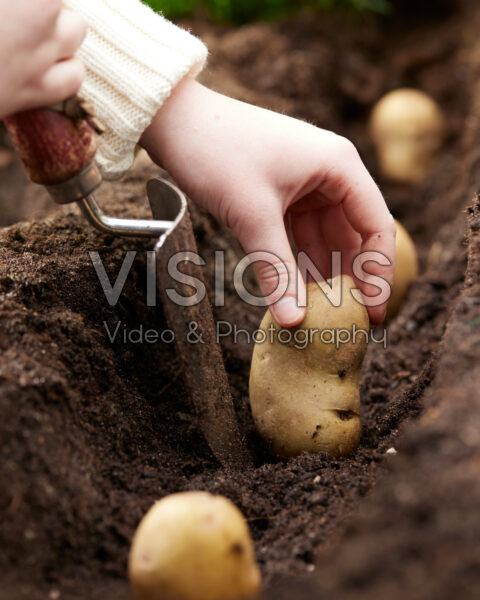 Solanum tuberosum Venezia Solanum tuberosum Venezia
