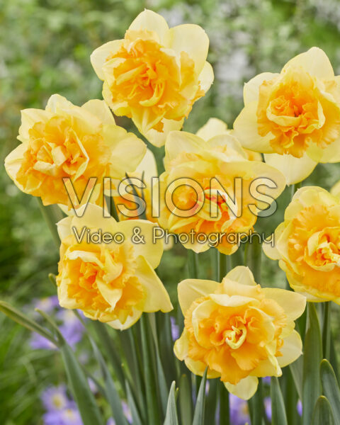 Narcissus Y-P dubbel