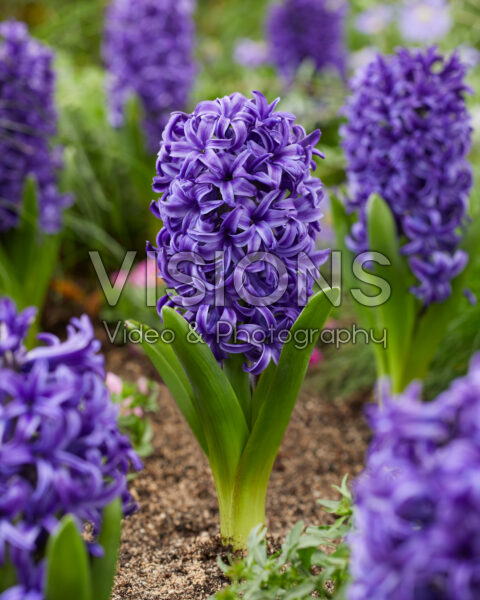 Hyacinthus Blue Pearl Hyacinthus Blue Pearl