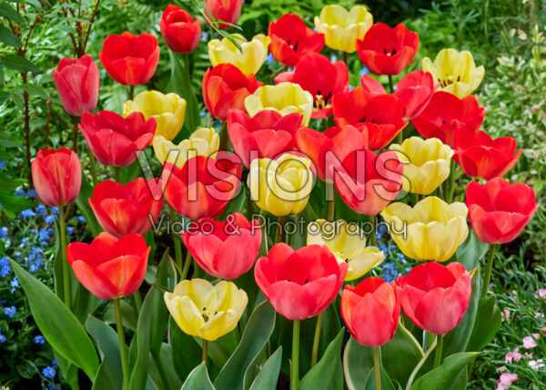 Tulipa darwinhybrid mix Tulipa darwinhybrid mix