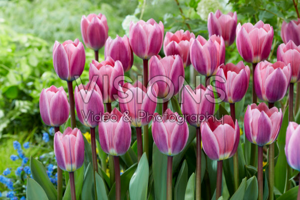 Tulipa Light and Dreamy Tulipa Light and Dreamy