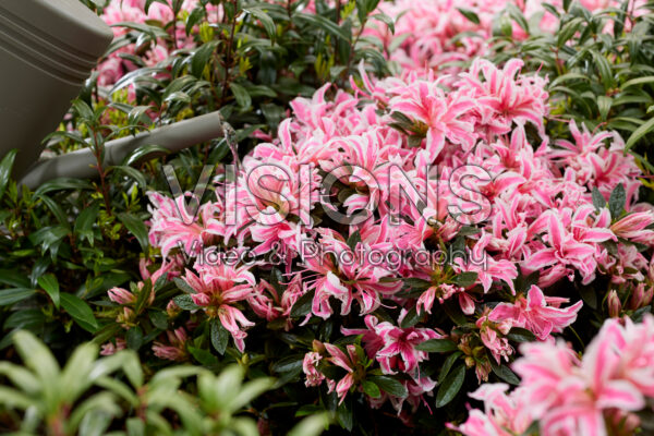 Rhododendron Pink Spider