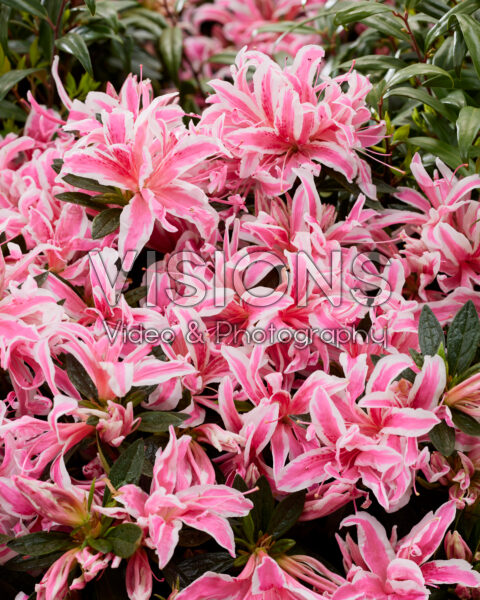 Rhododendron Pink Spider