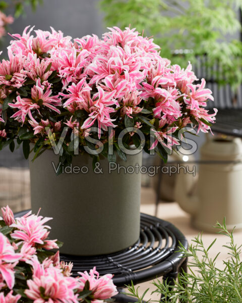 Rhododendron Pink Spider Rhododendron Pink Spider