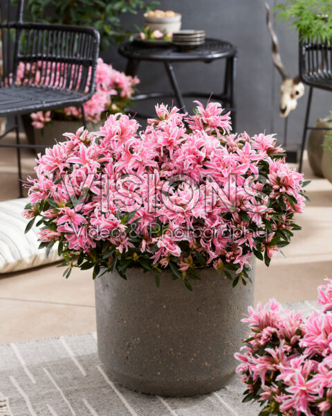 Rhododendron Pink Spider