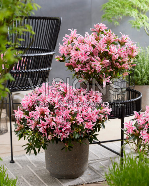 Rhododendron Pink Spider Rhododendron Pink Spider
