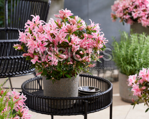 Rhododendron Pink Spider Rhododendron Pink Spider
