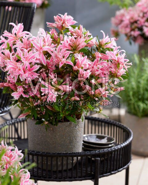 Rhododendron Pink Spider | Visions Pictures