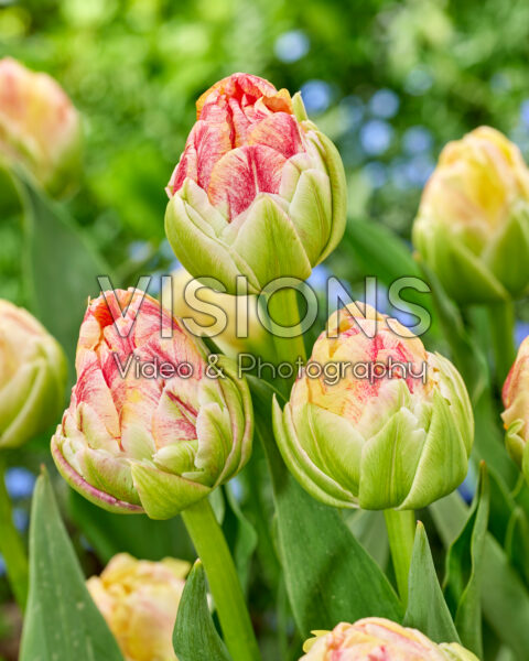 Tulipa Sprinkle Dip