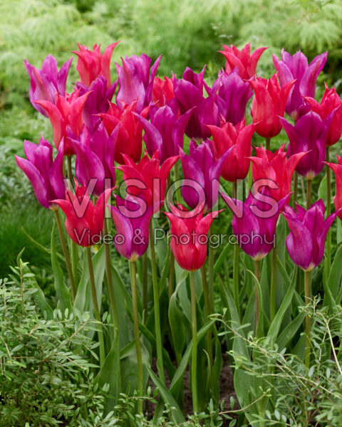 Tulipa Purple Dream, Queen Rania
